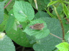 Hesperiinae