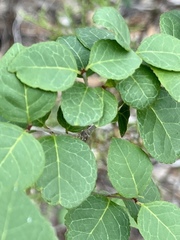 Forestiera reticulata