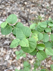 Forestiera reticulata