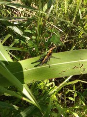 Melanotettix dibelonius