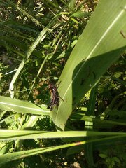 Melanotettix dibelonius