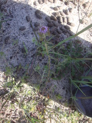 Phyllopodium cephalophorum
