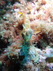 Tripterygion delaisi