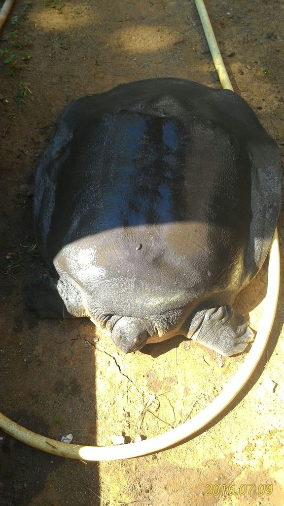 Photo by DENI PARLINDUNGAN