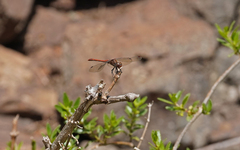 Sympetrum nigrifemur