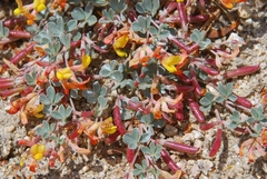 Acmispon argyraeus argyraeus