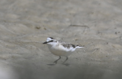 Charadrius marginatus