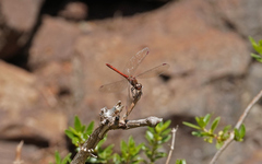 Sympetrum nigrifemur