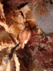 Simnia spelta