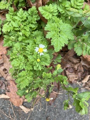 Tanacetum parthenium