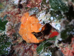 Arca noae
