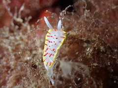 Diaphorodoris papillata