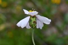 Tridax palmeri