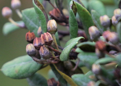 Lyonia ferruginea