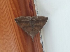 Pechipogo plumigeralis