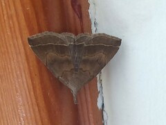 Pechipogo plumigeralis