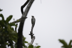 Muscicapa griseisticta