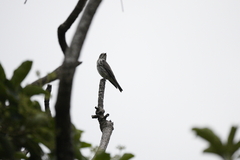 Muscicapa griseisticta