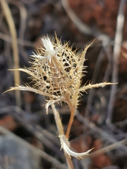 Atractylis cancellata