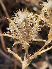 Atractylis cancellata