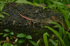 Sphenomorphus dussumieri