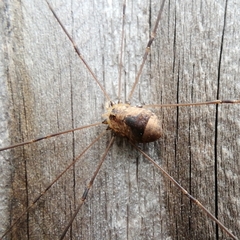 Leiobunum blackwalli