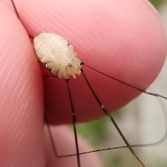 Leiobunum blackwalli