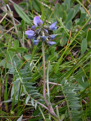Oxytropis lapponica