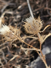 Atractylis cancellata