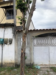 Pterocarpus violaceus