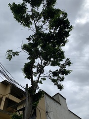 Pterocarpus violaceus