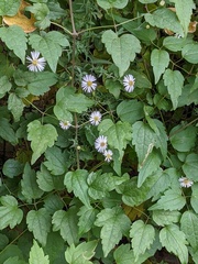Symphyotrichum lanceolatum