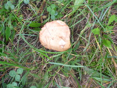 Stropharia coronilla