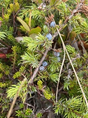 Juniperus horizontalis