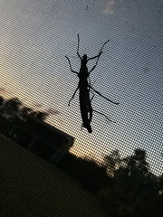 Anisomorpha buprestoides