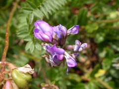 Oxytropis neglecta