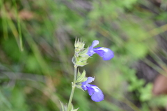 Salvia laevis