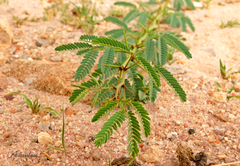 Prosopis juliflora