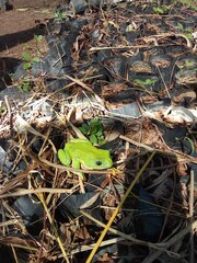 Agalychnis dacnicolor