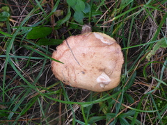 Stropharia coronilla