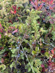 Juniperus horizontalis