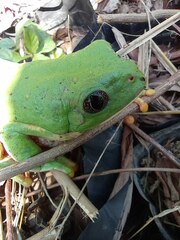 Agalychnis dacnicolor