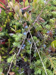 Juniperus horizontalis