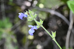 Salvia laevis