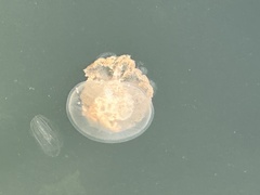 Rhopilema verrilli