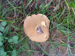 Stropharia coronilla