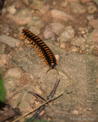 Apheloriini
