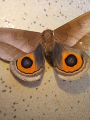 Automeris naranja