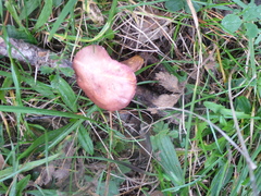 Chroogomphus rutilus