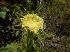 Schlagintweitia intybacea